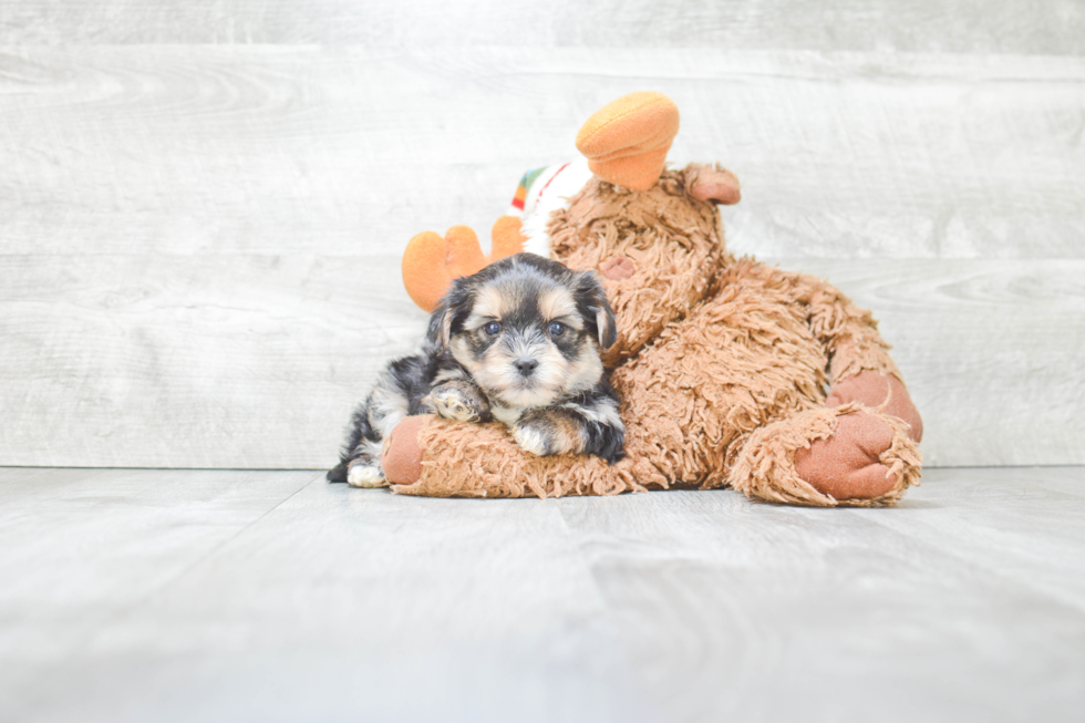 Friendly Shorkie Baby