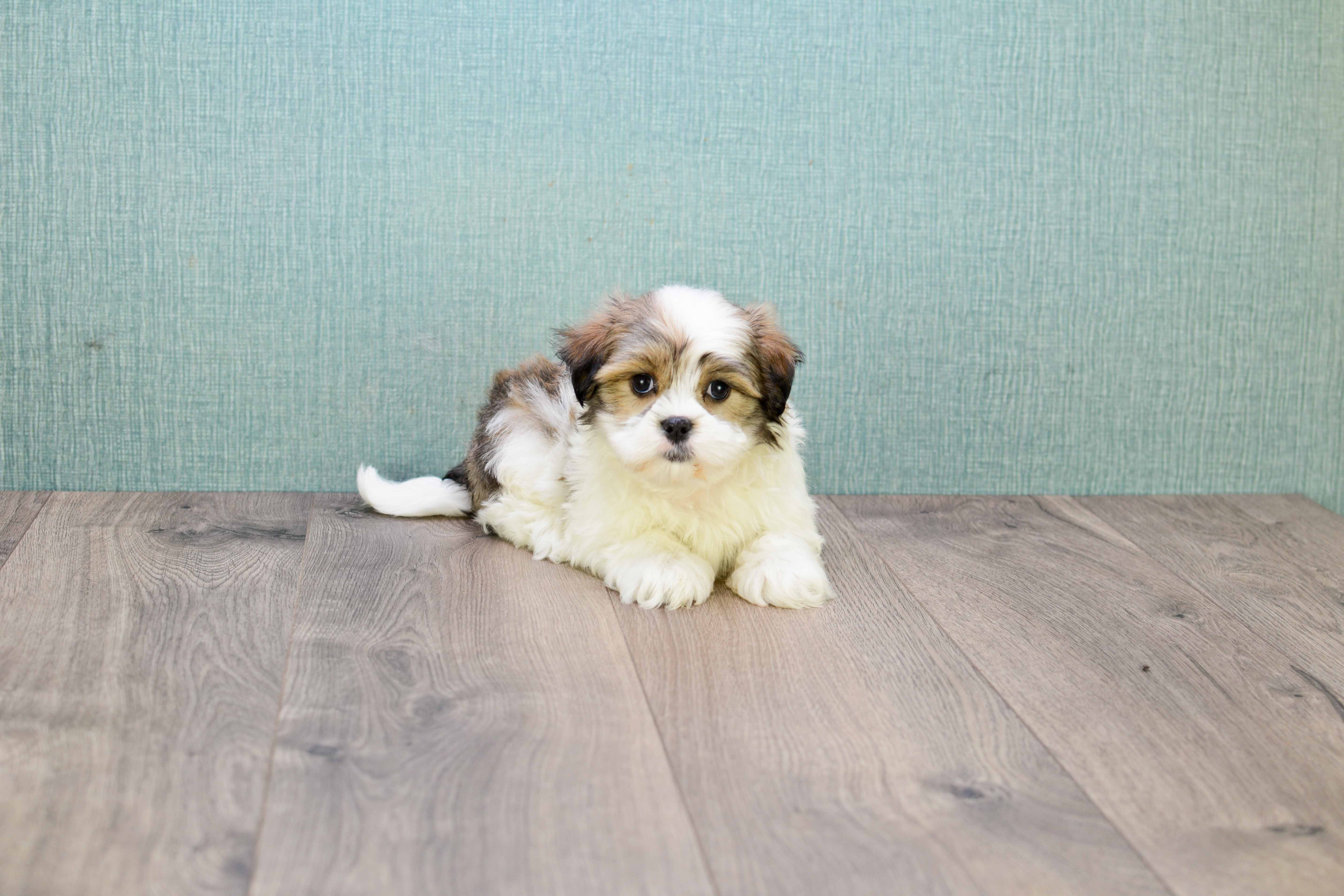 Teddy Bear Pup Being Cute