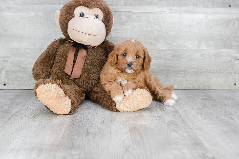 Best Cavapoo Baby