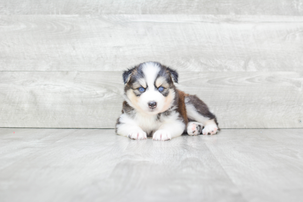 Hypoallergenic Mini Husky Designer Puppy