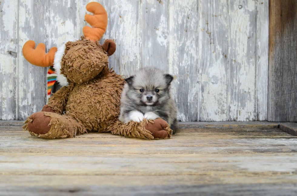 Playful Pomeranian Baby