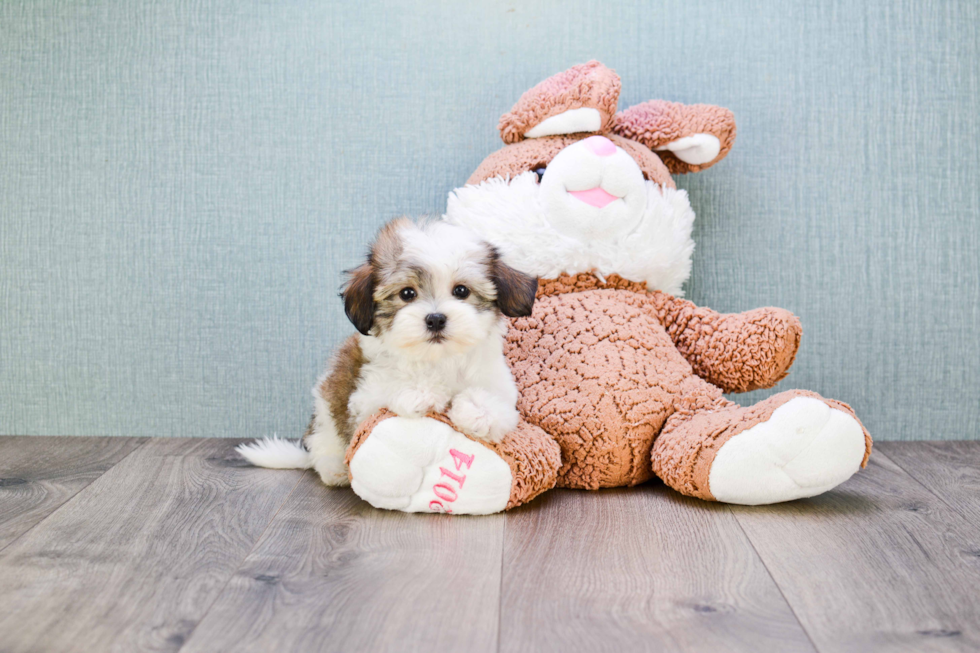 Havanese Pup Being Cute