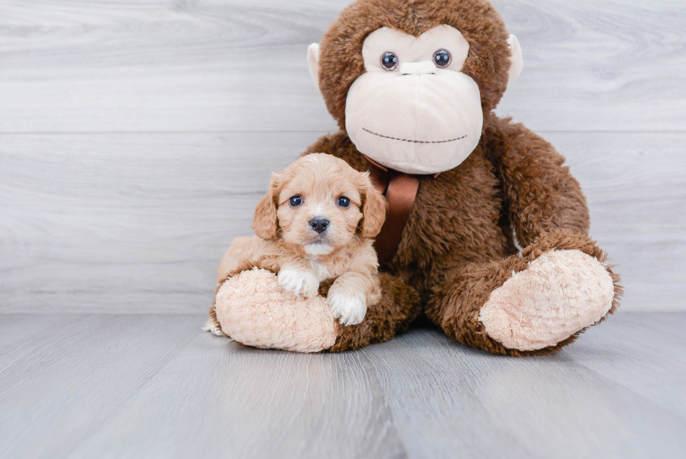 Cavachon Pup Being Cute