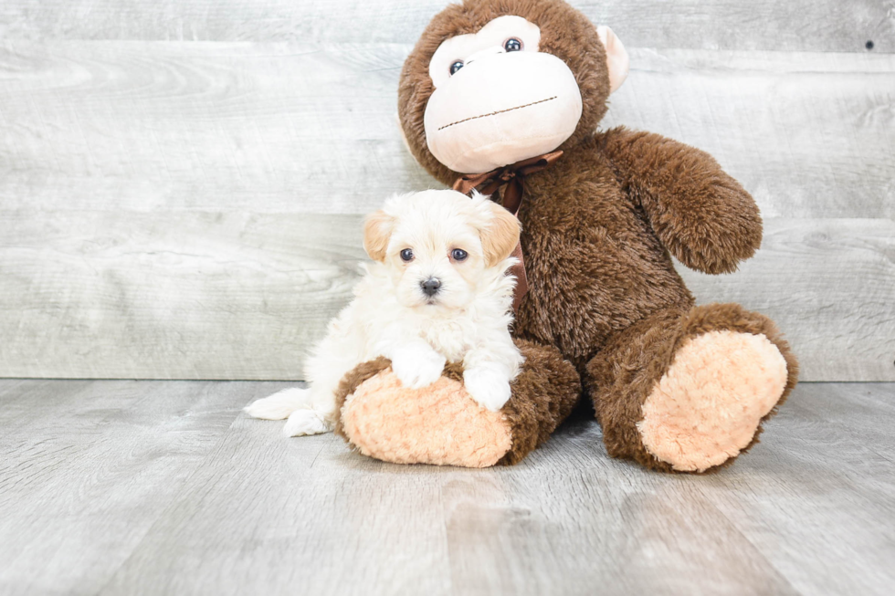 Smart Maltipoo Poodle Mix Pup