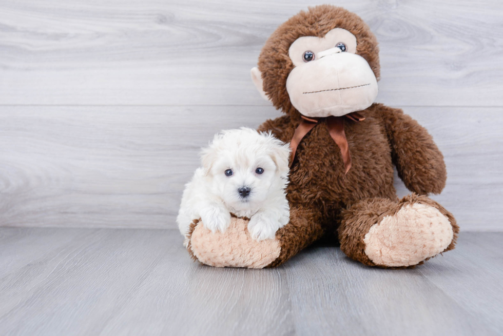 Small Maltipoo Baby