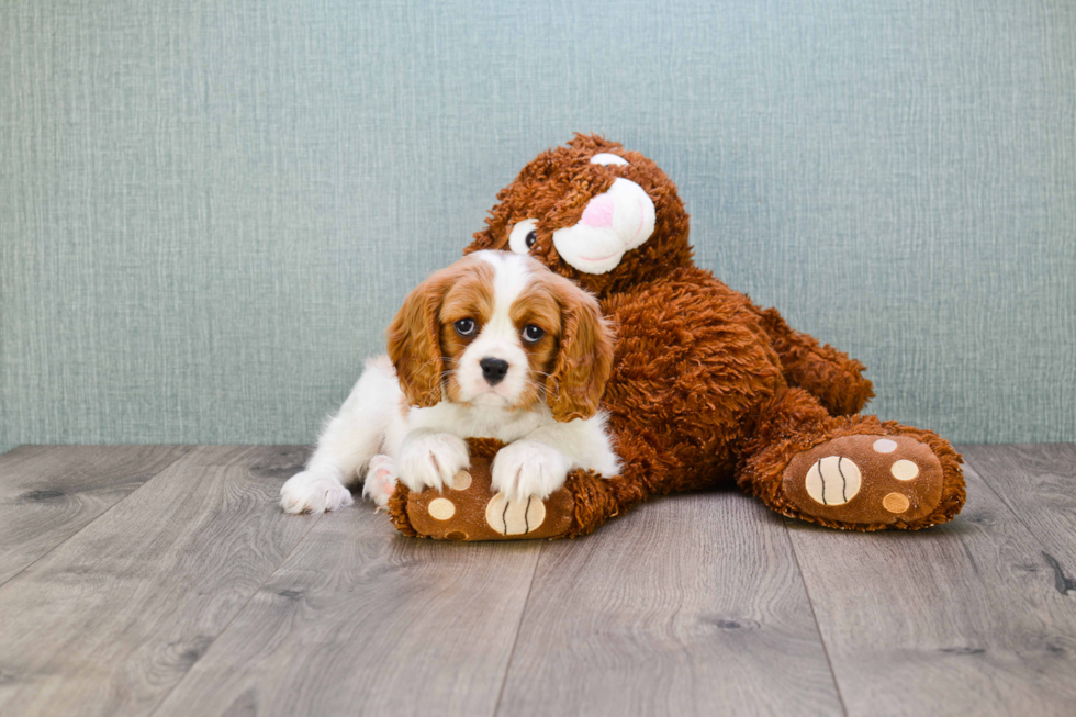 Best Cavalier King Charles Spaniel Baby