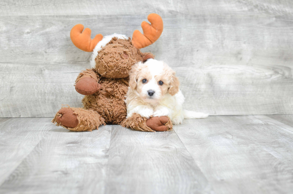 Sweet Cavachon Baby