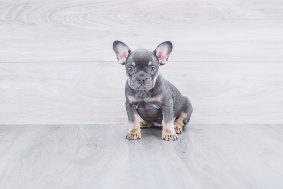 Smart Frenchie Purebred Puppy