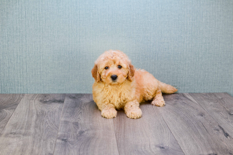 Sweet Mini Goldendoodle Baby