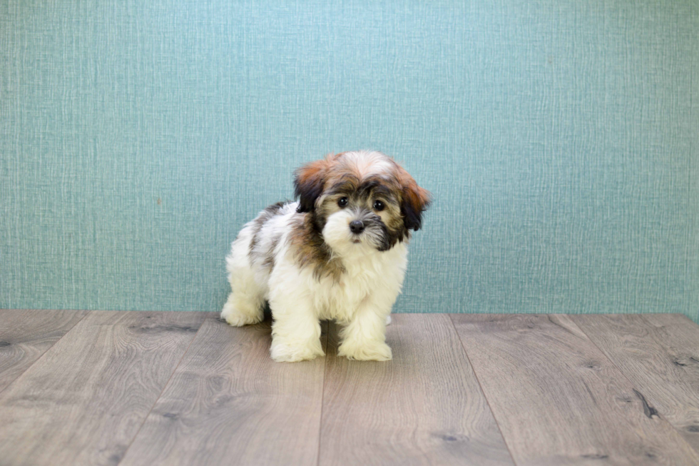 Playful Havanese Baby