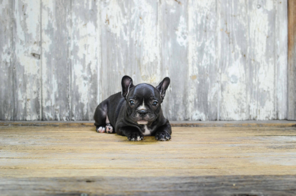 Playful French Bulldog Purebred Pup