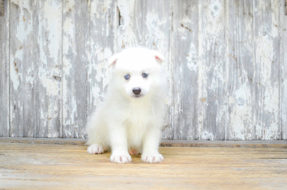 Pomsky Pup Being Cute