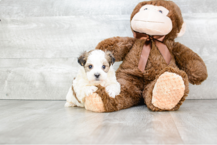 Morkie Pup Being Cute