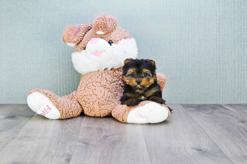 Meet Ronaldo - our Yorkshire Terrier Puppy Photo 