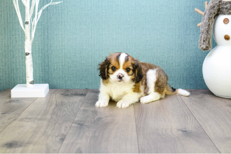 Cavachon Puppy for Adoption