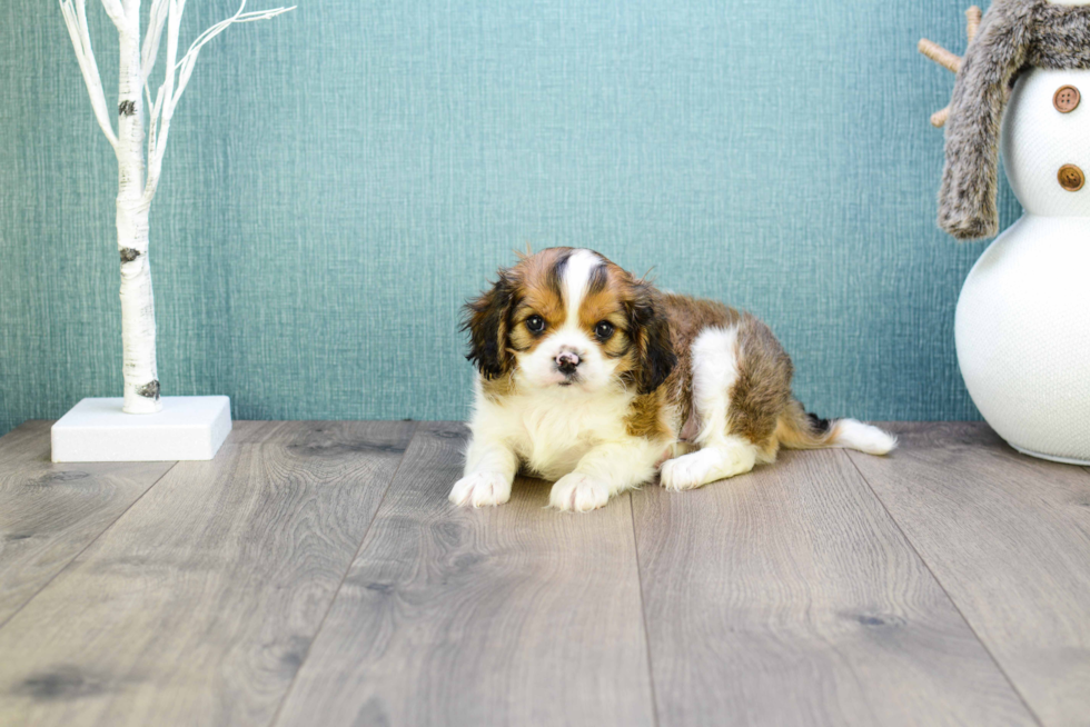 Cavachon Puppy for Adoption