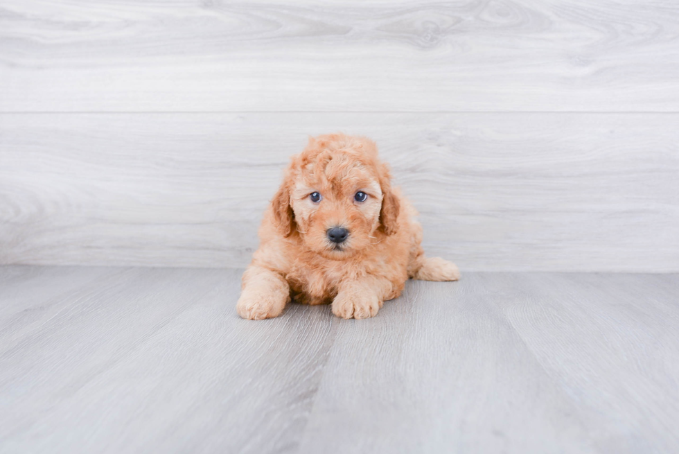 Friendly Mini Goldendoodle Baby