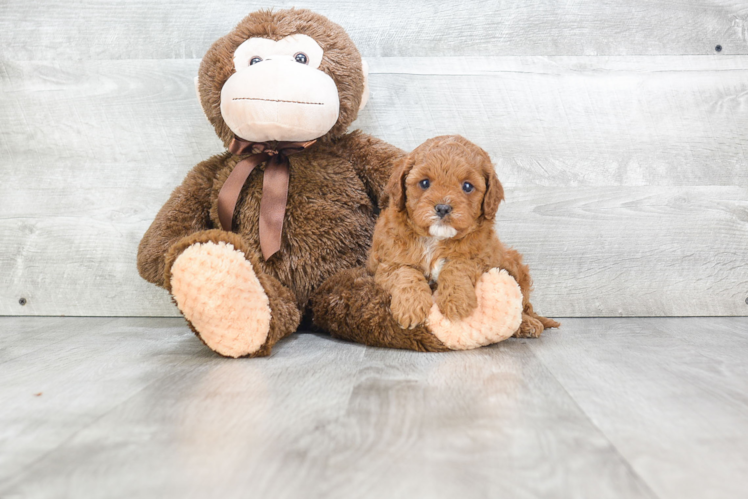 Friendly Cavapoo Baby