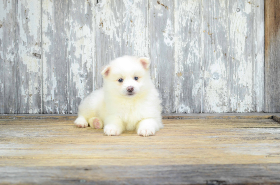 Pomsky Puppy for Adoption