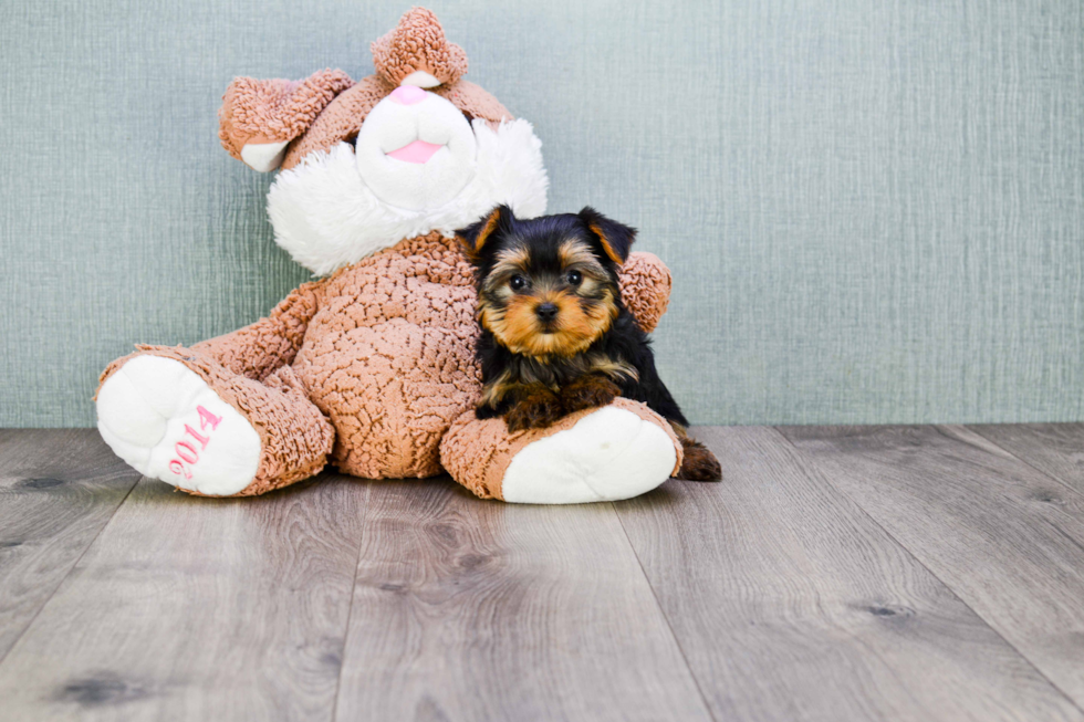 Meet Trigger - our Yorkshire Terrier Puppy Photo 