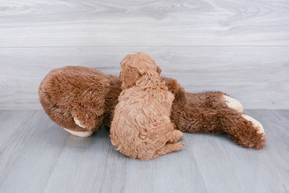 Cavapoo Pup Being Cute