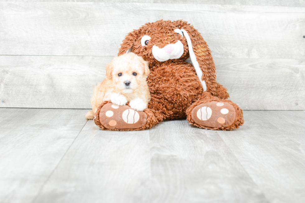 Energetic Maltepoo Poodle Mix Puppy