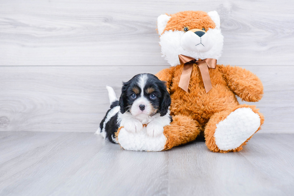 Cavalier King Charles Spaniel Pup Being Cute