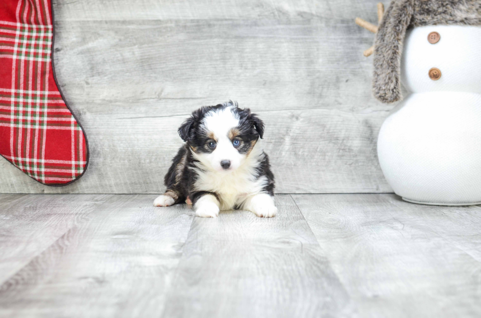 Mini Aussiedoodle Puppy for Adoption