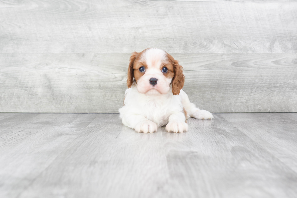 Playful Cavalier King Charles Spaniel Baby