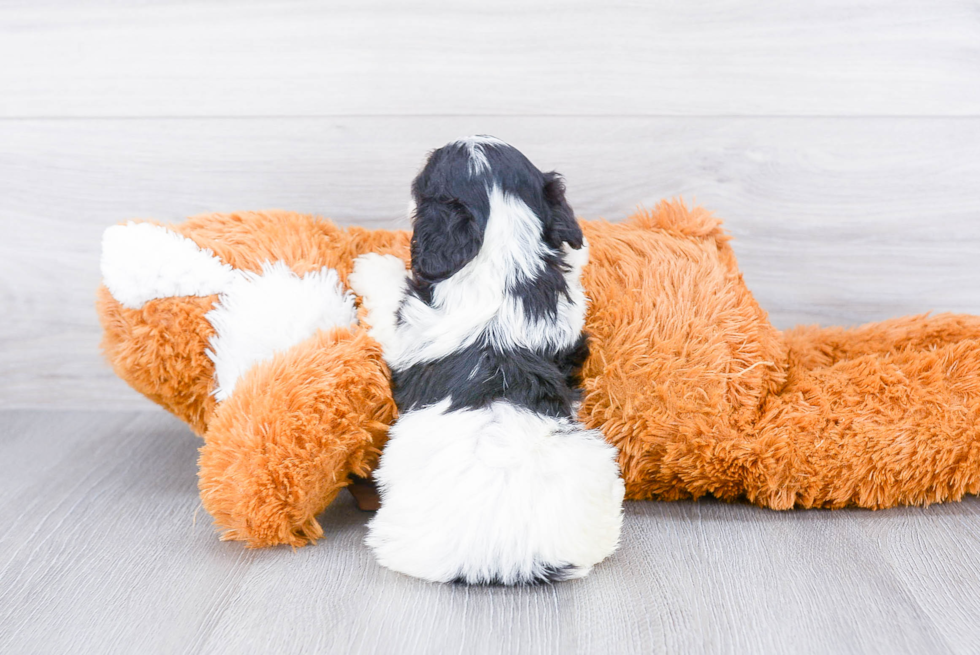 Cavachon Puppy for Adoption