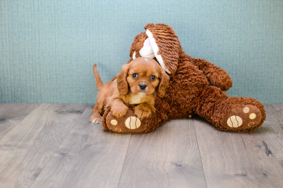 Popular Cavalier King Charles Spaniel Purebred Pup