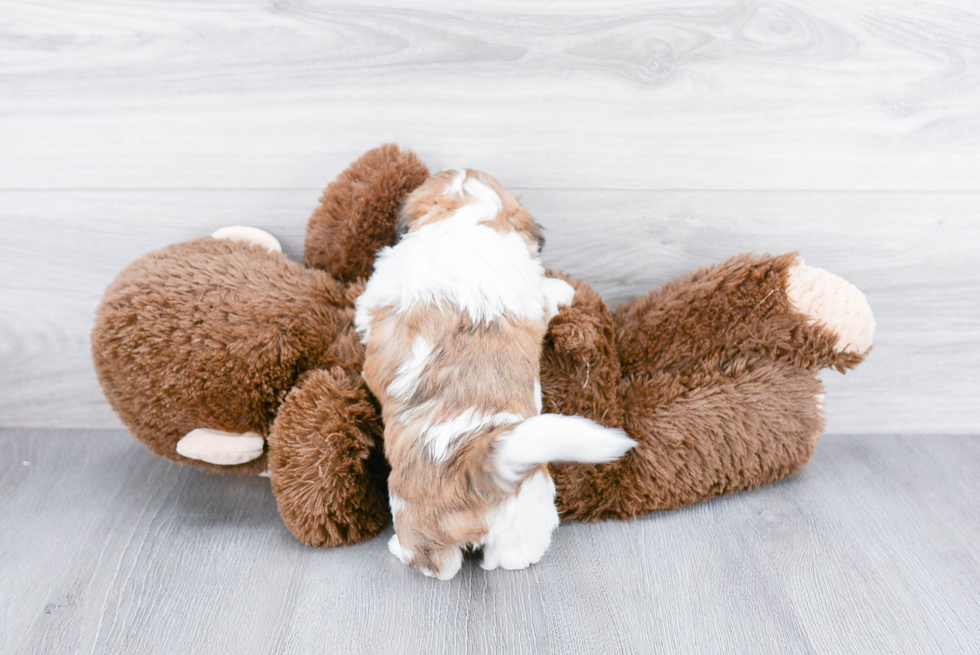 Energetic Shitzu Designer Puppy