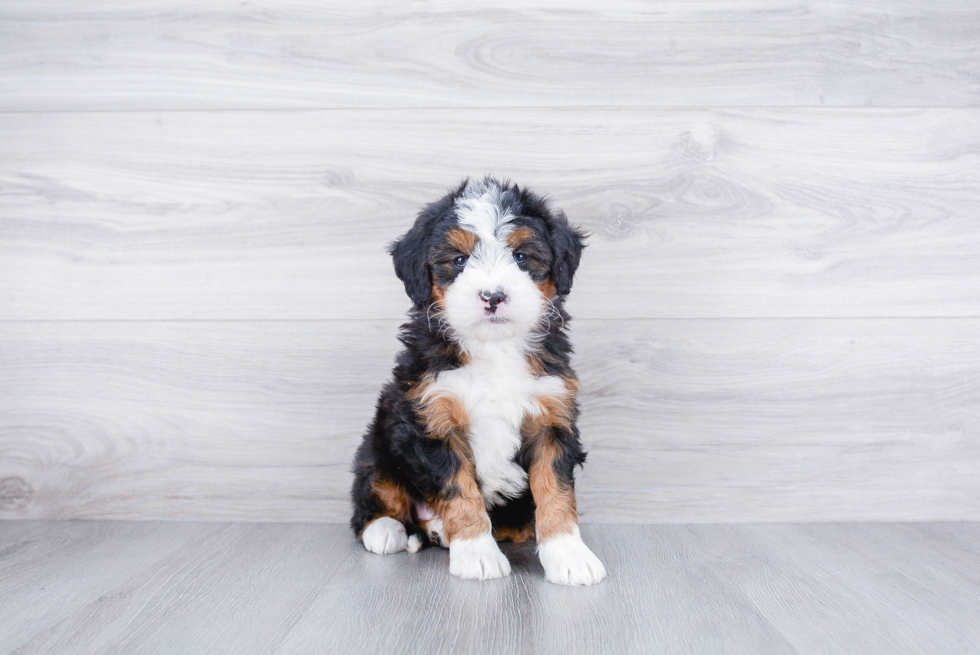 Best Mini Bernedoodle Baby