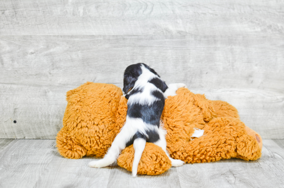 Adorable Cavalier King Charles Spaniel Purebred Puppy