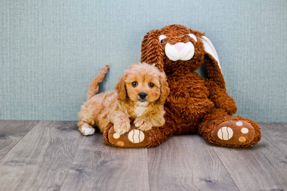 Cute Cavapoo Baby