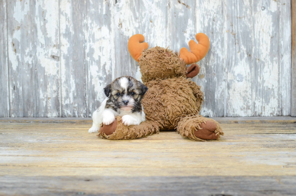 Teddy Bear Pup Being Cute