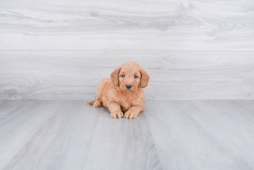 Fluffy Mini Goldendoodle Poodle Mix Pup