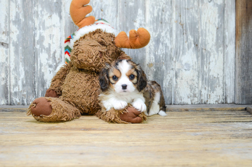 Popular Cavachon Designer Pup