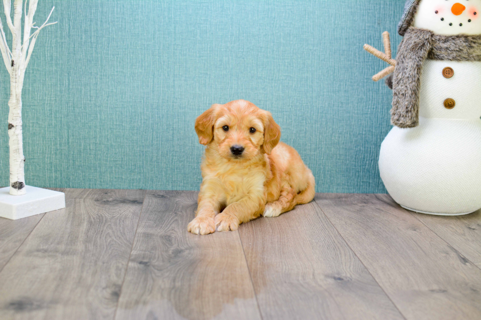 Meet Miniature-Rover - our Mini Goldendoodle Puppy Photo 