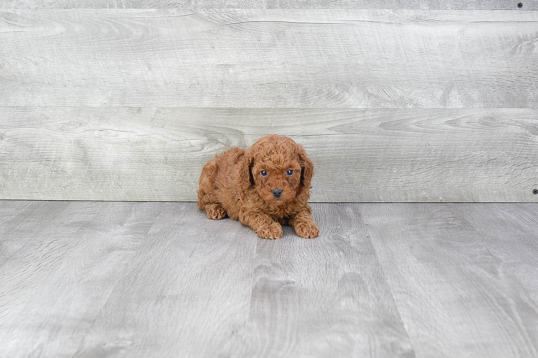Smart Pudle Purebred Puppy