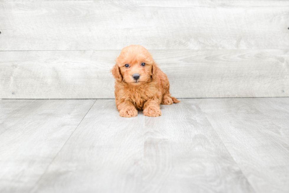 Mini Goldendoodle Puppy for Adoption