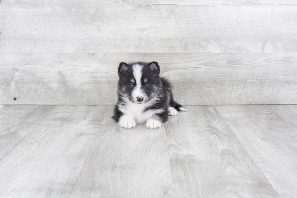 Pomsky Puppy for Adoption