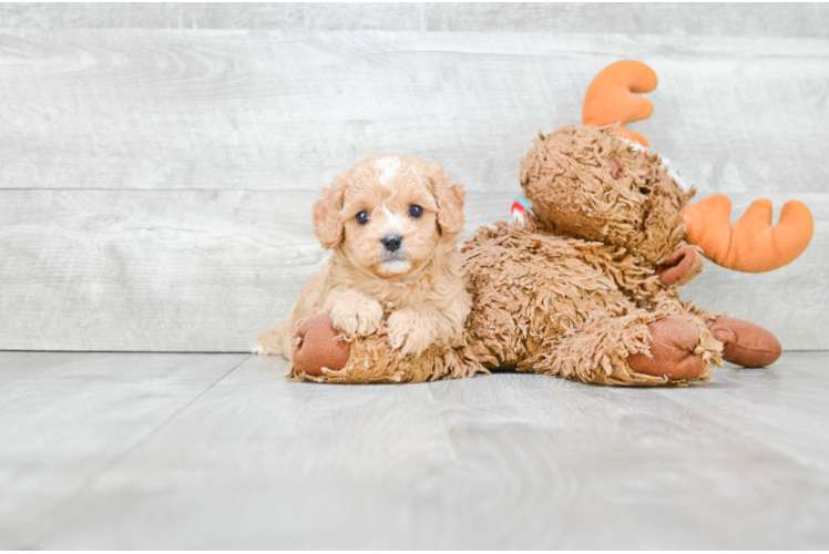 Adorable Cavoodle Poodle Mix Puppy