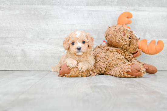 Adorable Cavoodle Poodle Mix Puppy