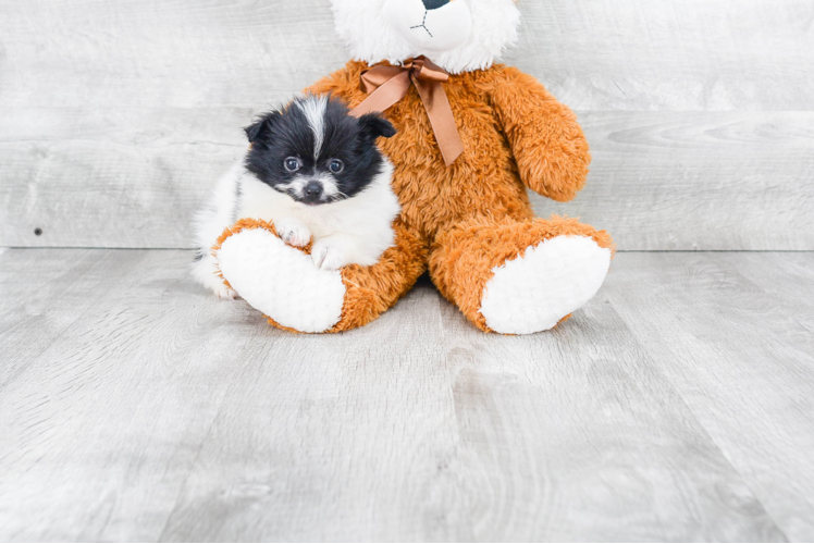 Popular Pomeranian Purebred Pup