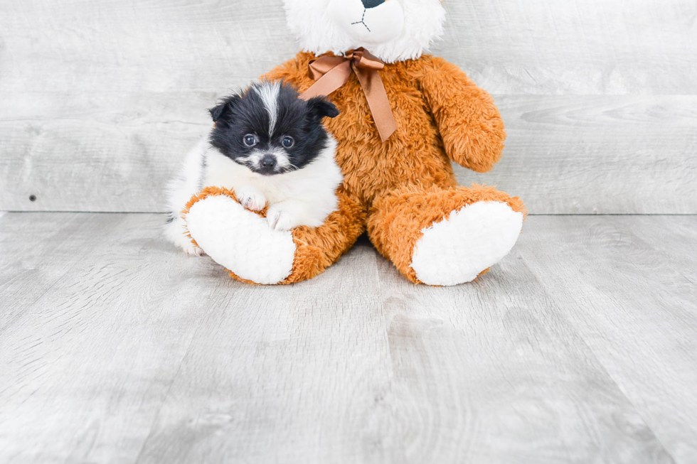 Popular Pomeranian Purebred Pup