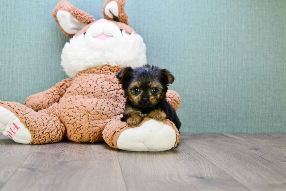 Meet Rebecca - our Yorkshire Terrier Puppy Photo 