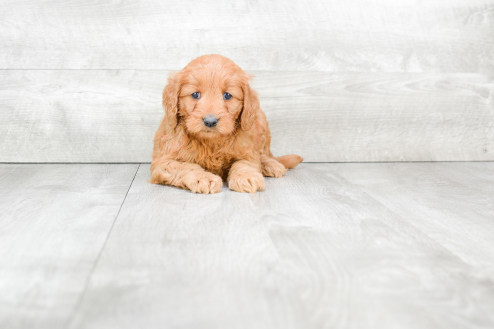 Fluffy Mini Goldendoodle Poodle Mix Pup