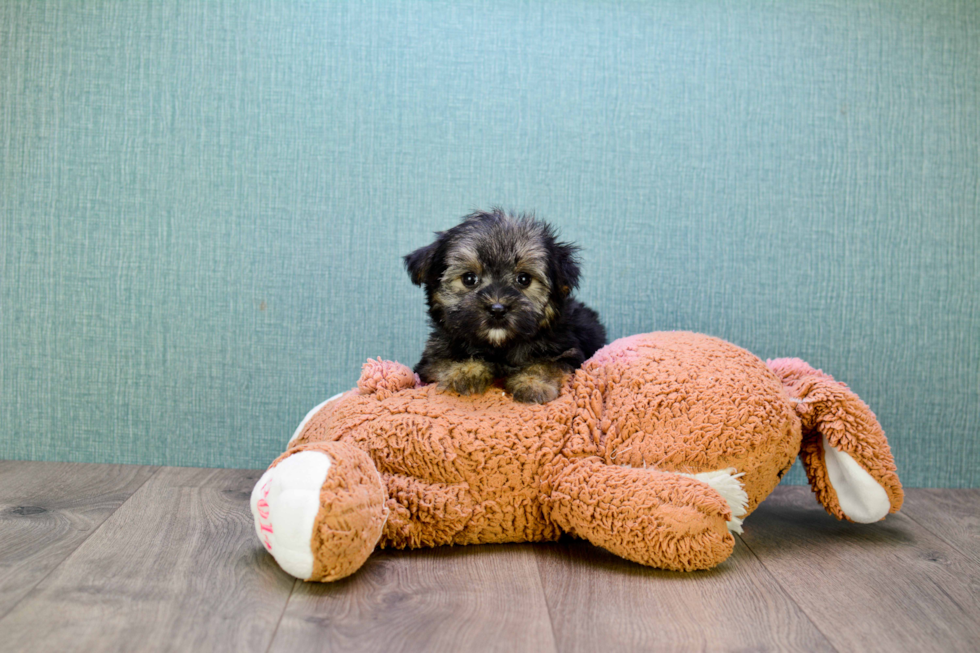 Hypoallergenic Yorkie Designer Puppy