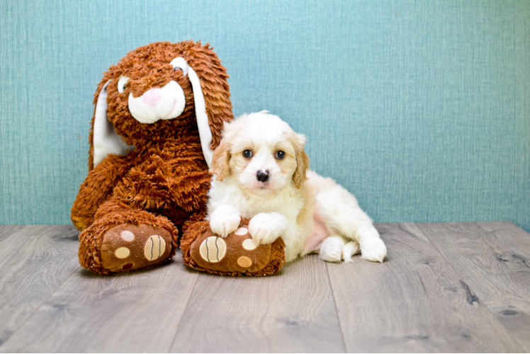 Cavachon Pup Being Cute